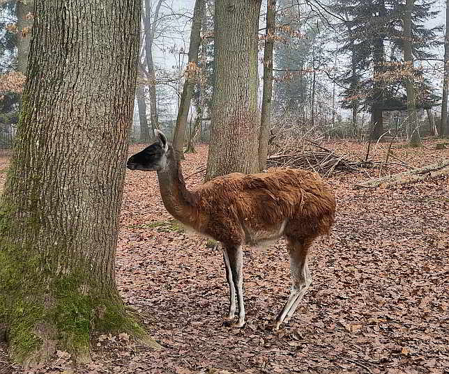 Der Wildpark Pforzheim mit seinen rund 400 Tieren ist ein familienfreundliches Ausflugsziel...